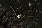 Baldellia ranunculoides (Almindelig søpryd)