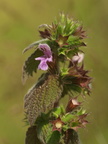 Ballota nigra ssp. nigra (Rød tandbæger)