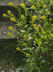 Barbarea intermedia (Randhåret Vinterkarse)