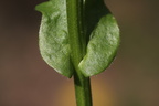 Barbarea intermedia (Randhåret Vinterkarse)
