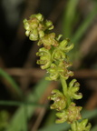 Beta vulgaris ssp. maritima (Strand-bede)