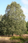 Betula pendula (Vorte-Birk)