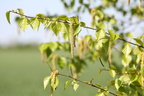 Betula pubescens (Dun-Birk)