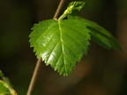 Betula pubescens (Dun-birk)
