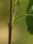 Betula pubescens (Dun-birk)