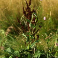Bistorta officinalis (Have-slangeurt)