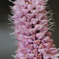 Bistorta officinalis (Have-slangeurt)