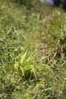 Brachypodium sylvaticum (Skov-Stilkaks)