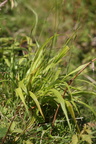 Brachypodium sylvaticum (Skov-Stilkaks)