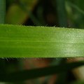 Brachypodium sylvaticum (Skov-stilkaks)