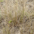 Bromopsis erecta (Opret Hejre)