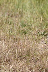 Bromus hordeaceus ssp hordeaceus (Blød Hejre)
