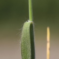 Bromus hordeaceus ssp hordeaceus (Blød Hejre)