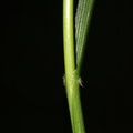 Calamagrostis_arundinacea_Skov-Roerhvene_01062010_Ersted_skov_Rold_skov_004.JPG
