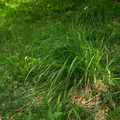 Calamagrostis_arundinacea_Skov-Roerhvene_01062010_Ersted_skov_Rold_skov_005.JPG