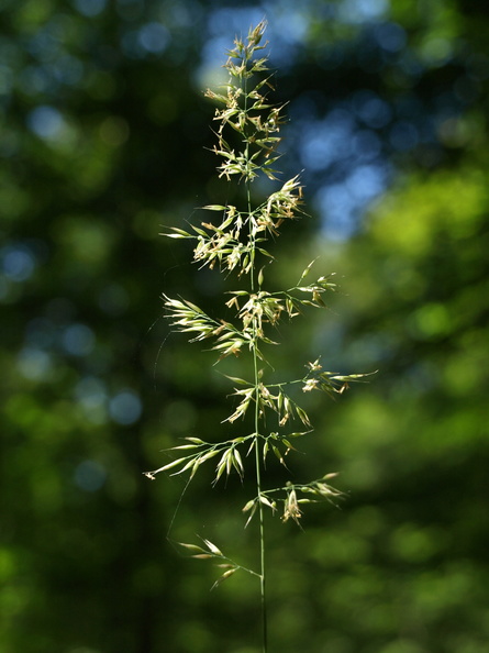 Calamagrostis_arundinacea_Skov-Roerhvene_26072010_Moerke_Skov_Nordjylland_004.JPG