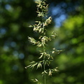 Calamagrostis arundinacea (Skov-Rørhvene)