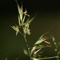 Calamagrostis arundinacea (Skov-Rørhvene)