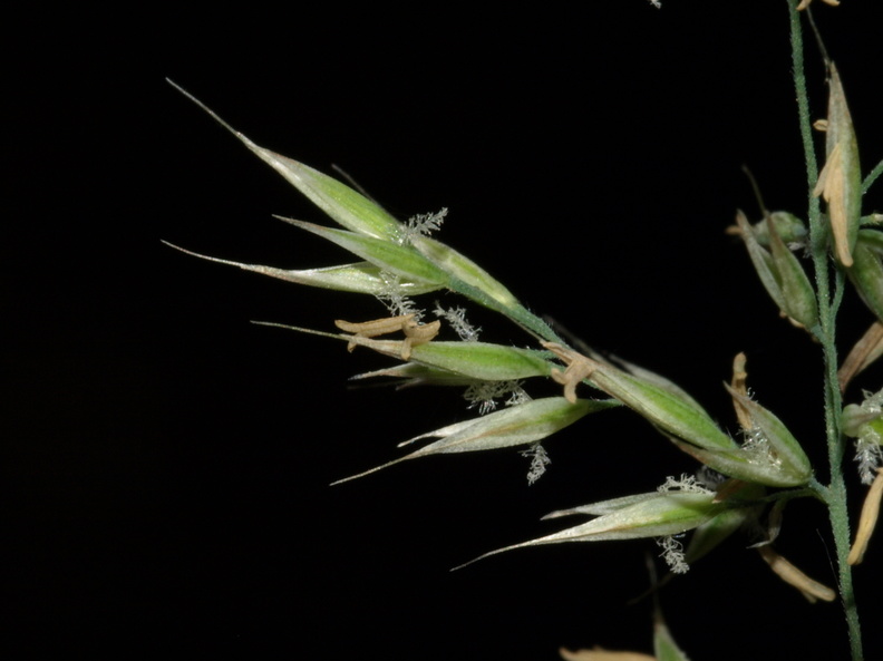 Calamagrostis_arundinacea_Skov-Roerhvene_26072010_Moerke_Skov_Nordjylland_010.JPG