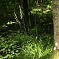 Calamagrostis_arundinacea_Skov-Roerhvene_26072010_Moerke_Skov_Nordjylland_013.JPG