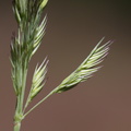 Calamagrostis_epigeios_Bjerg-Roerhvene_18062014_Feldborg_038.JPG