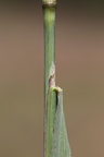 Calamagrostis epigeios (Bjerg-Rørhvene)