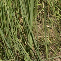 Calamagrostis epigeios (Bjerg-Rørhvene)