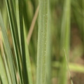 Calamagrostis_epigeios_Bjerg-Roerhvene_28072010_Lille_Vildmose_015.JPG