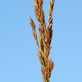 Calamagrostis stricta (Stivtoppet rørhvene)