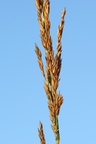 Calamagrostis stricta (Stivtoppet rørhvene)