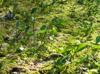Calla palustris (Kærmysse)