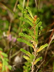 Calluna vulgaris (Hedelyng)