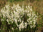 Calluna vulgaris (Hedelyng)