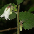 Campanula alliarifolia (Hjertebladet klokke)