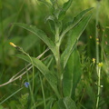 Campanula glomerata ssp. glomerata (Nøgleblomstret klokke)