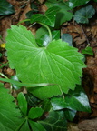 Campanula trachelium (Nælde-klokke)