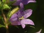 Campanula trachelium (Nælde-klokke)