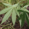 Cannabis_sativa_Hamp_21082013_Varde_LSE_010.JPG
