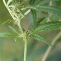 Cannabis_sativa_Hamp_21082013_Varde_LSE_019.JPG