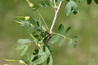 Caragana arborescens (Sibirisk Ærtetræ)