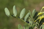 Caragana arborescens (Sibirisk Ærtetræ)