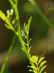 Cardamine flexuosa (Skov-springklap)