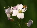 Cardamine pratensis ssp. dentata (Sumpkarse)