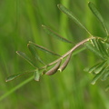 Cardamine pratensis ssp. dentata (Sumpkarse)