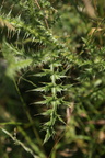 Carduus acanthoides (Tornet Tidsel)