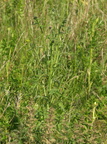 Carduus crispus (Kruset Tidsel)