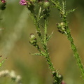 Carduus crispus (Kruset tidsel)