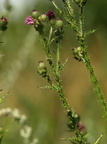 Carduus crispus (Kruset tidsel)