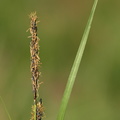 Carex_acuta_Nikkende_Star_09052011_006.JPG