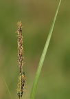 Carex acuta (Nikkende Star)